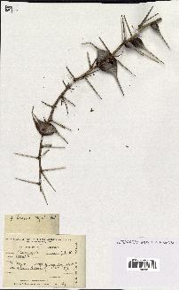 spécimen de Acacia seyal