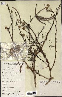 spécimen de Acacia seyal