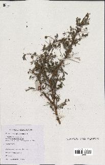 spécimen de Acacia seyal