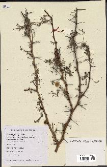 spécimen de Acacia seyal