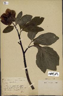 spécimen de Paeonia algeriensis