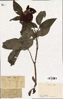 spécimen de Paeonia corsica