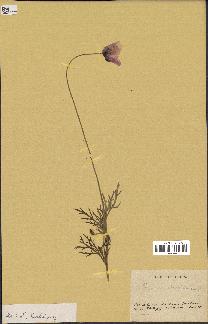 spécimen de Papaver dubium