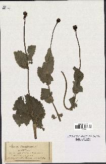 spécimen de Papaver somniferum