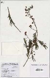 spécimen de Acacia brevispica