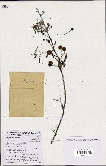 spécimen de Acacia nilotica