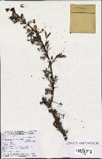 spécimen de Acacia seyal