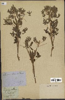 spécimen de Lupinus albus