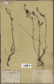 spécimen de Calamintha heterotricha