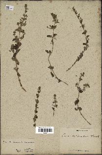 spécimen de Calamintha heterotricha