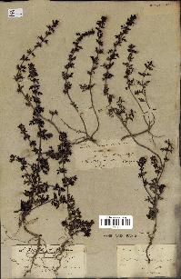 spécimen de Teucrium campanulatum