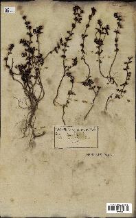 spécimen de Teucrium campanulatum