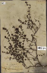 spécimen de Teucrium campanulatum