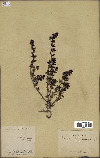 spécimen de Teucrium campanulatum