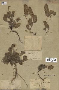 spécimen de Teucrium compactum