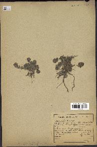 spécimen de Teucrium ducellieri