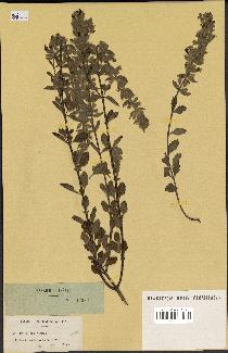 spécimen de Teucrium flavum