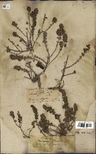 spécimen de Teucrium collinum