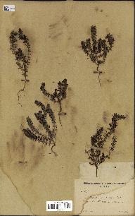 spécimen de Teucrium decipiens