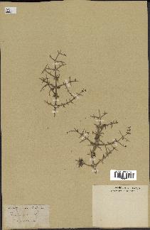 spécimen de Teucrium spinosum