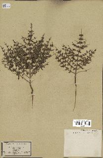 spécimen de Teucrium spinosum