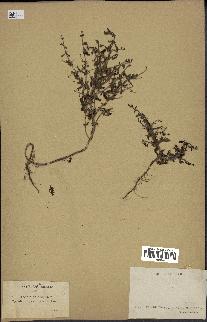 spécimen de Teucrium spinosum