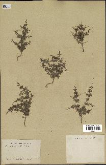 spécimen de Teucrium spinosum