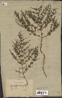 spécimen de Teucrium spinosum