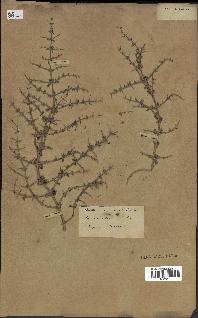 spécimen de Teucrium spinosum