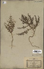 spécimen de Teucrium spinosum