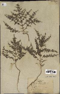 spécimen de Teucrium spinosum