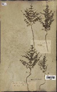 spécimen de Teucrium spinosum