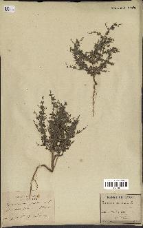 spécimen de Teucrium spinosum