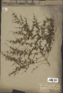 spécimen de Teucrium spinosum