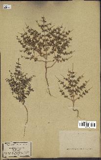 spécimen de Teucrium spinosum