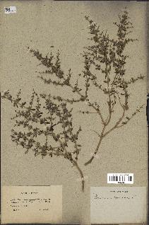 spécimen de Teucrium spinosum