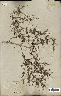 spécimen de Teucrium spinosum