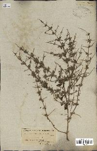 spécimen de Teucrium spinosum