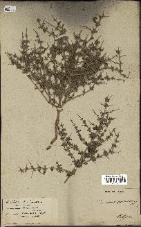 spécimen de Teucrium spinosum