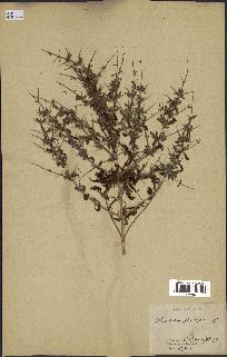 spécimen de Teucrium spinosum