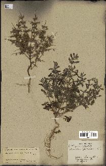 spécimen de Teucrium spinosum