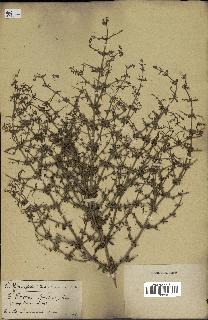 spécimen de Teucrium spinosum