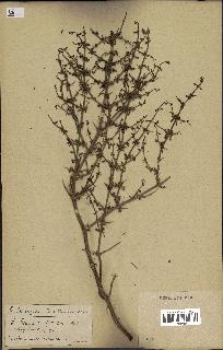 spécimen de Teucrium spinosum