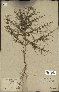 spécimen de Teucrium spinosum