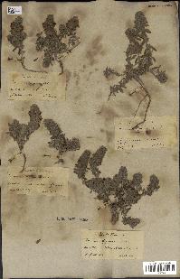 spécimen de Teucrium alopecurus