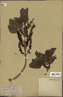 spécimen de Teucrium abutiloides