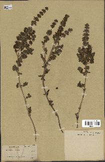 spécimen de Teucrium bracteatum