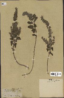 spécimen de Teucrium bracteatum