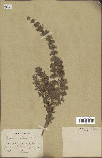 spécimen de Teucrium bracteatum