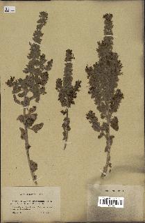 spécimen de Teucrium bracteatum